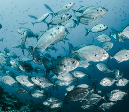 해수부, 올 3월 수산물 물가 안정을 최우선으로 총력 대응