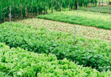 농식품 신산업 이끌 인재 양성 본격…스마트농업 등 285억 지원