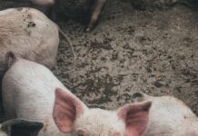 정부, 경북 4개 시·군 아프리카돼지열병 방역 특별점검 white pig on brown soil