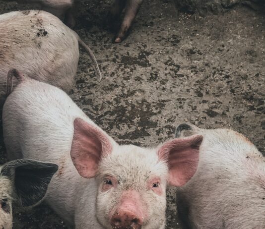 정부, 경북 4개 시·군 아프리카돼지열병 방역 특별점검 white pig on brown soil