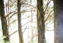 ‘걷기 명상’, 일상 속 스트레스 해소 트렌드로 주목 people walking on dirt road between trees during daytime