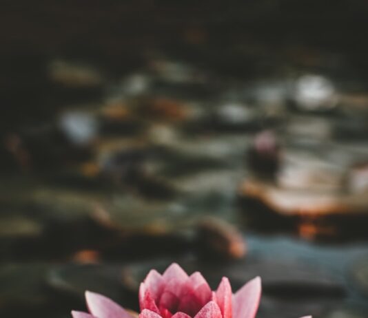 정신건강, 일상 속 작은 변화로 지킨다…‘마음 챙김’이 주목받는 이유 pink and white lotus flower