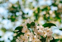 “뇌건강, 오늘부터 시작하세요”…쉽게 실천하는 ‘두뇌 활력 루틴’ 각광 Sunlit white apple blossoms against a blurred green background.