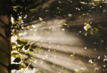만성피로, 똑똑하게 극복하기…일상 속 실천 가능한 건강 루틴 주목 sun rays coming through trees