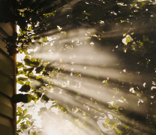 만성피로, 똑똑하게 극복하기…일상 속 실천 가능한 건강 루틴 주목 sun rays coming through trees